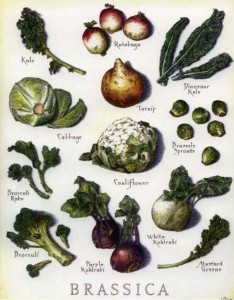 Brassica